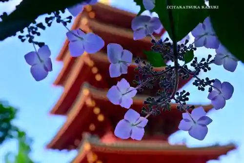 高幡不動尊　金剛寺(東京都)