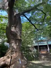 愛宕神社(福島県)