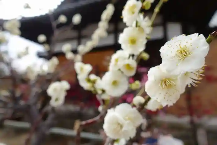 菅原天満宮(菅原神社)の自然