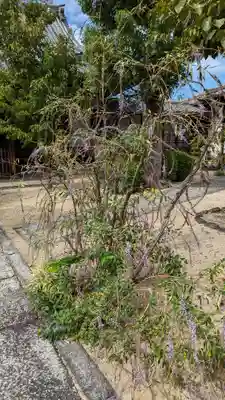 實相寺（実相寺） の自然