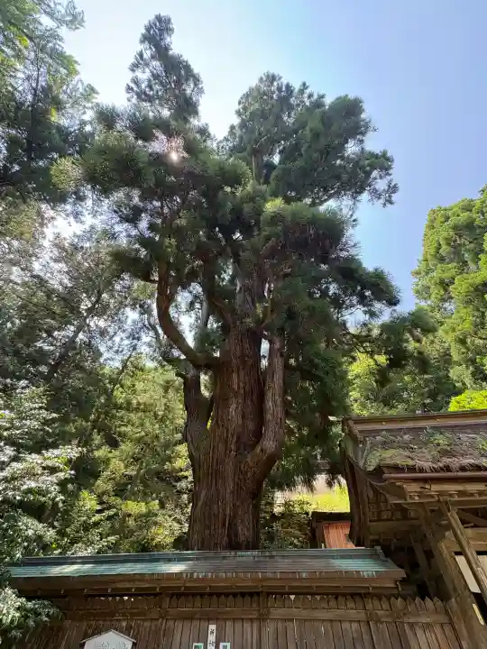 若狭姫神社(若狭彦神社下社)(福井県)