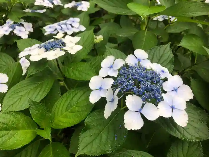 三室戸寺の自然