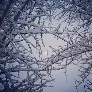 壽徳寺 じゅとくじの自然(2021年01月05日(火) 08時05分46秒投稿)