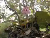 石鎚神社(山口県)