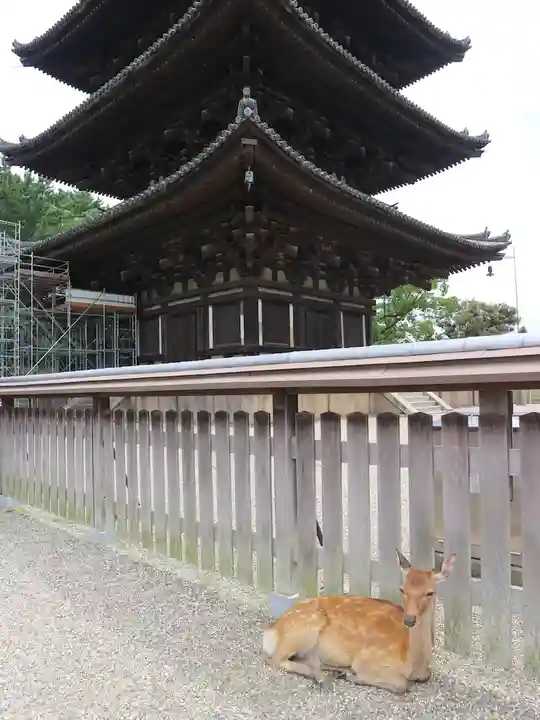 興福寺の動物