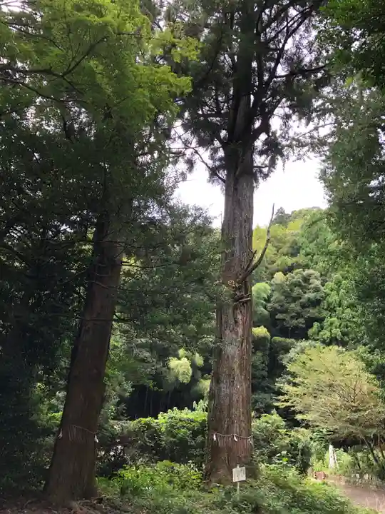 建穂神社の自然