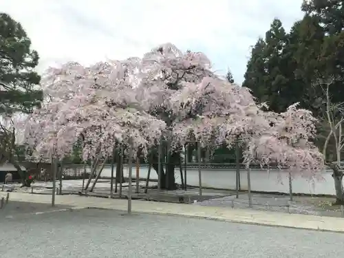 三宝院（三宝院門跡）の自然