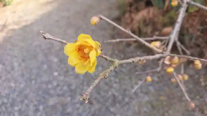 板倉雷電神社の自然