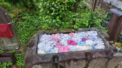 般若寺 ❁﻿コスモス寺❁(奈良県)