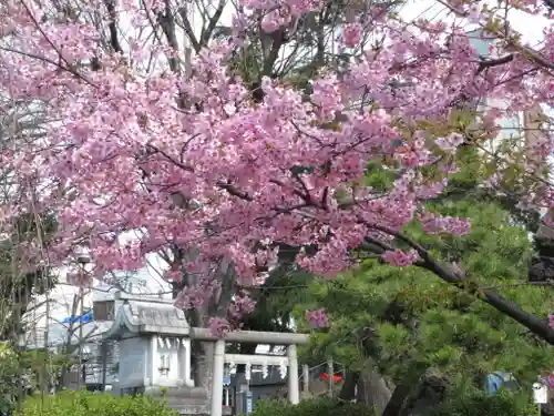 鳩森八幡神社の自然