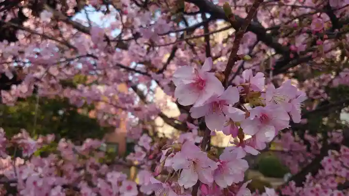 桜神宮の自然