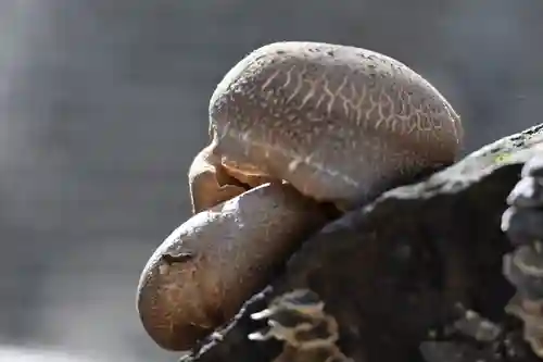 霞神社の食事