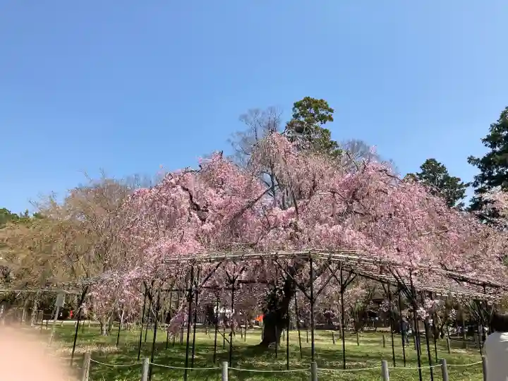 賀茂別雷神社(上賀茂神社)の自然