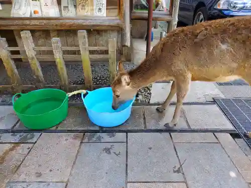 東大寺の{uncategorized: "未分類", other: "その他", undefined: "問題あり", building: "その他建物", grave: "お墓", sacred_gate: "鳥居", guardian: "狛犬", statue: "像", buddha: "仏像", history: "歴史", nature: "自然", garden: "庭園", animal: "動物", pagoda: "塔", temizu: "手水舎", mountain_gate: "山門・神門", sanctuary: "本殿・本堂", subordinate: "末社・摂社", art: "芸術", scenery: "景色", jizo: "地蔵", ema: "絵馬", goshuin: "御朱印", omikuji: "おみくじ", items: "授与品その他", amulet: "お守り", goshuincho: "御朱印帳", eats: "食事", festival: "お祭り", votive_dance: "神楽", shichigosan: "七五三参", wedding: "結婚式", experience: "体験その他", initially: "初詣", around: "周辺", anti_infection: "感染症対策"}