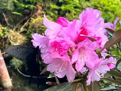 白毫寺熊野権現社(兵庫県)