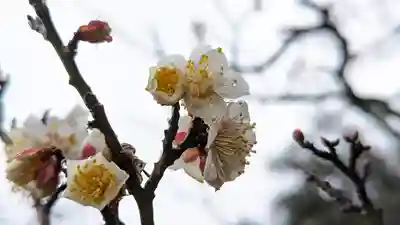 長岡天満宮(京都府)