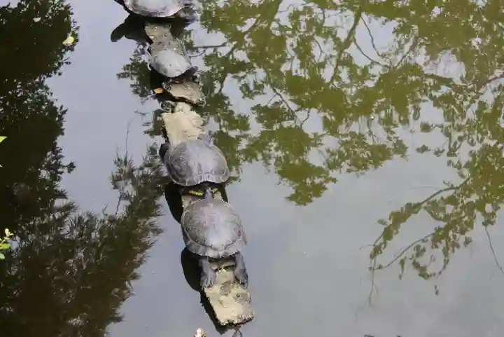 おふさ観音(観音寺)の動物