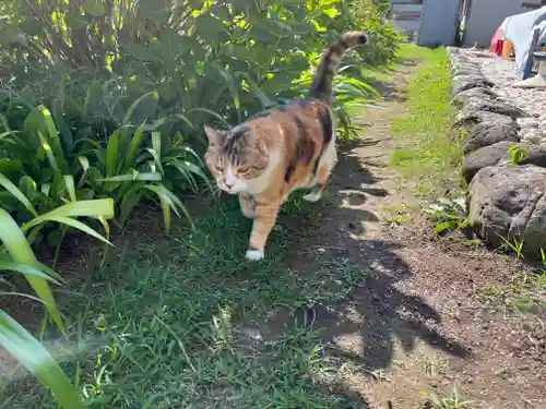 秩父札所十三番 慈眼寺の動物
