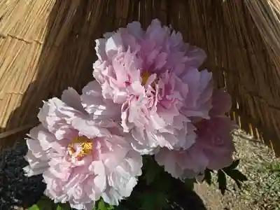 石光寺(奈良県)