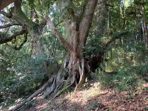 御霊神社の自然