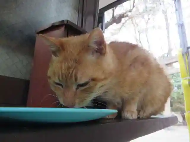 安居神社の動物