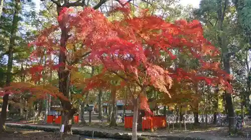 賀茂別雷神社（上賀茂神社）の自然