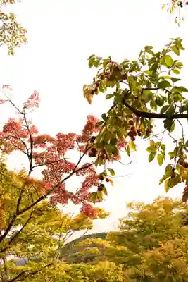 天祖神社(大分県)