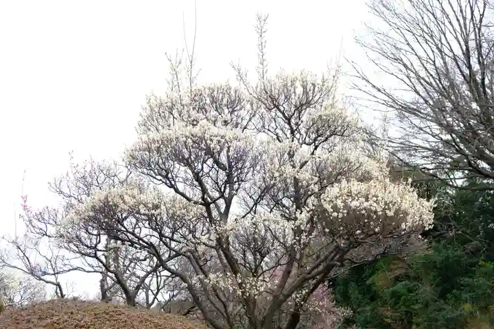 多治速比売神社の自然
