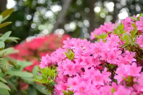 尻岸内八幡神社の自然