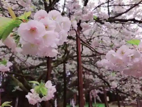 伊佐須美神社の自然