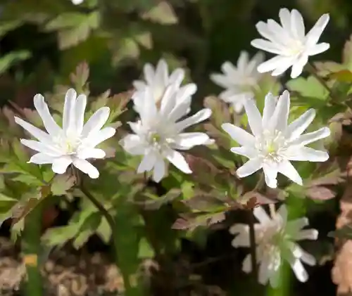 伊豆山神社 本宮(秋田県)