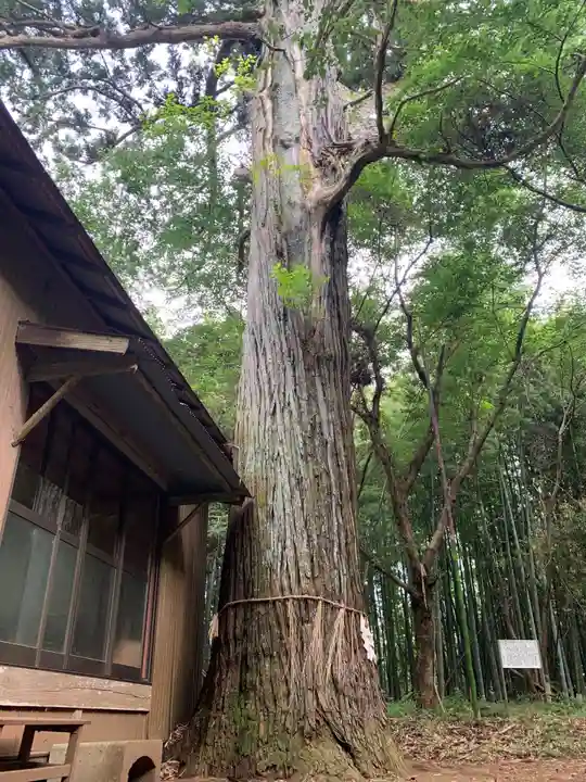 相馬高神社の自然