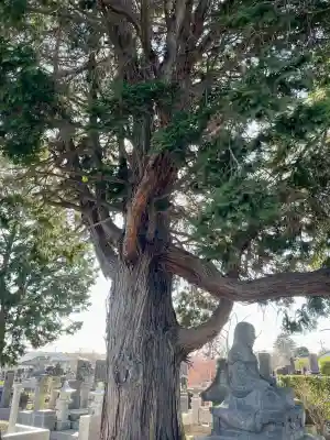 善応寺の{uncategorized: "未分類", other: "その他", undefined: "問題あり", building: "その他建物", grave: "お墓", sacred_gate: "鳥居", guardian: "狛犬", statue: "像", buddha: "仏像", history: "歴史", nature: "自然", garden: "庭園", animal: "動物", pagoda: "塔", temizu: "手水舎", mountain_gate: "山門・神門", sanctuary: "本殿・本堂", subordinate: "末社・摂社", art: "芸術", scenery: "景色", jizo: "地蔵", ema: "絵馬", goshuin: "御朱印", omikuji: "おみくじ", items: "授与品その他", amulet: "お守り", goshuincho: "御朱印帳", eats: "食事", festival: "お祭り", votive_dance: "神楽", shichigosan: "七五三参", wedding: "結婚式", experience: "体験その他", initially: "初詣", around: "周辺", anti_infection: "感染症対策"}
