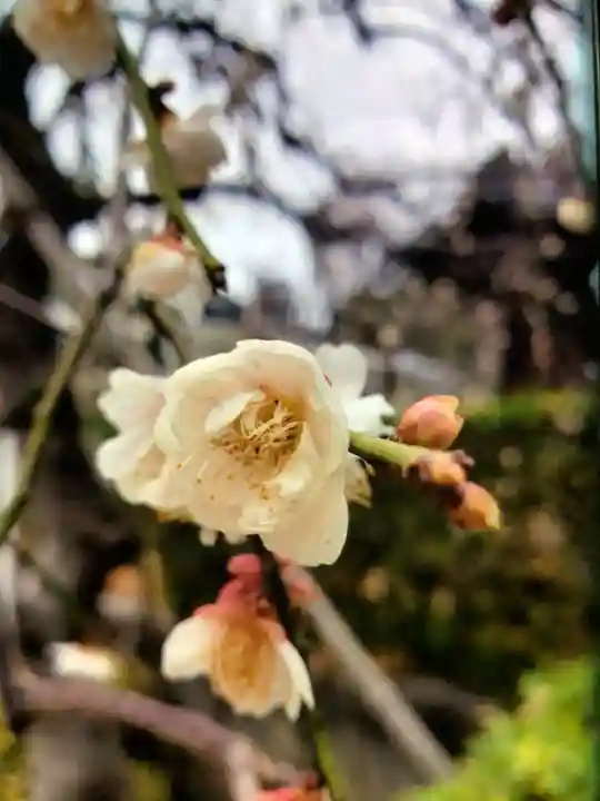 東長谷寺 薬王院(東京都)