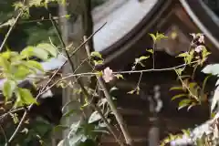 大國主神社の自然