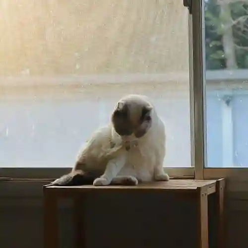 下野大師華蔵寺の動物