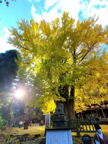 新宮熊野神社の自然