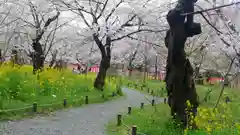 平野神社(京都府)