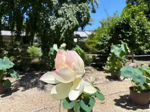 西大寺(奈良県)