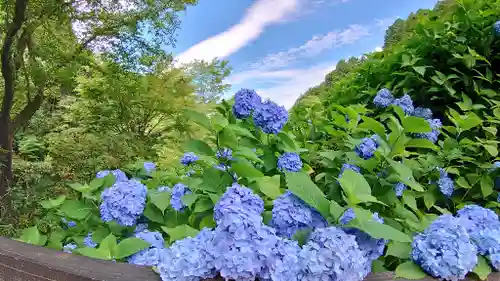 八幡神社松平東照宮の自然