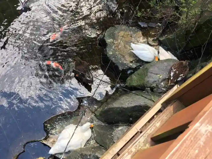 玉簾神社の動物