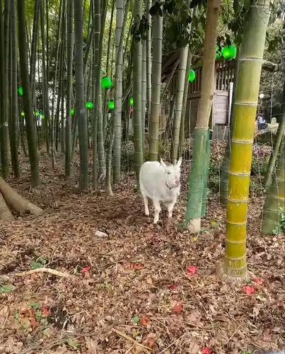 出雲大社相模分祠(神奈川県)