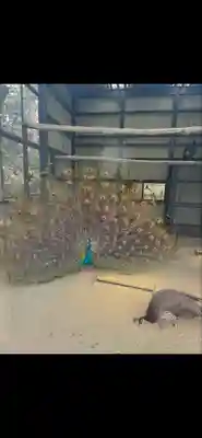 岩槻久伊豆神社(埼玉県)