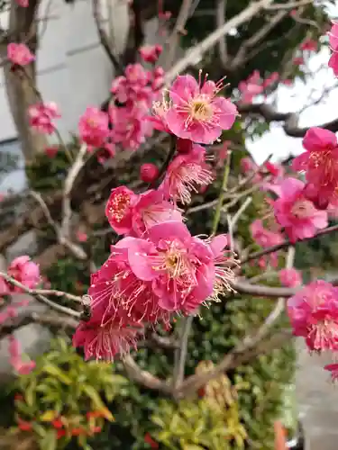 麻布氷川神社の自然
