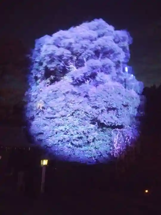 武蔵一宮氷川神社(埼玉県)