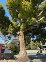 日吉浅間神社(静岡県)
