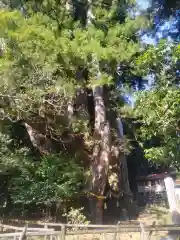 八坂神社(高知県)