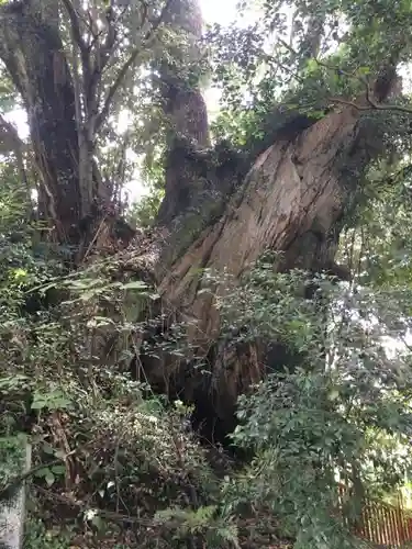 岩水寺の自然