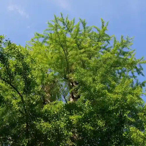 香取神社の自然