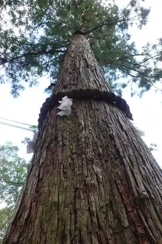 丹生川上神社（中社）の自然